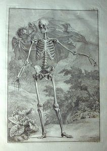 Albinus I, Pl. I: Csontváz, illusztráció az „Az emberi test vázizomzatai” című művéből, Bernhard Siegfried Albinus (1697-1770), kiadó: J.undH. Verbeek, bibliop., Leiden, 1740